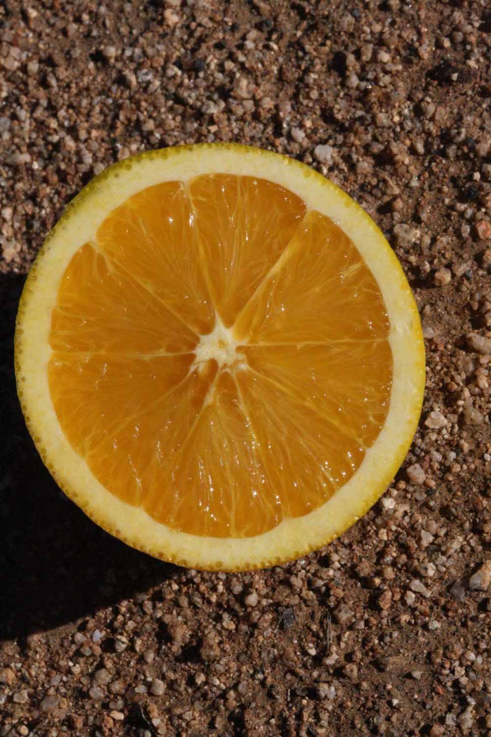            Fruit cross-section (Riverside, CA)   